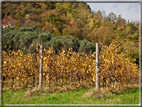 foto Colline Marosticane in Autunno